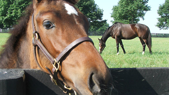 Rachel Alexandra and her curious foal.