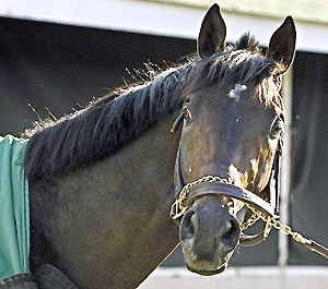 Kentucky Derby contender Revolutionary