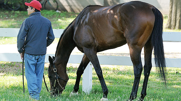 Unlimited Budget grazes at Belmont Park.