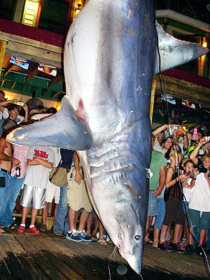p2-shark300-400.jpg
