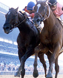 Affirmed (right) beats Alydar to the wire to win the 1978 Belmont Stakes and the Triple Crown.