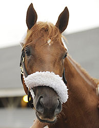 Ice Box, second-place finisher in the Kentucky Derby.