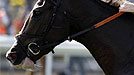 Pounced captures the Breeders' Cup Juvenile Turf at Santa Anita on Nov. 7, 2009.