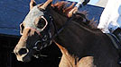 Persistently stuns Rachel in Personal Ensign at Saratoga.