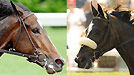Rachel Alexandra and Zenyatta