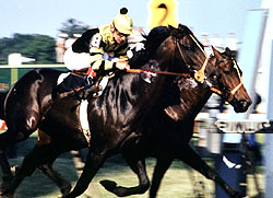 Seattle Slew (near) wins the Preakness Stakes en route to the 1977 Triple Crown.