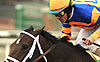 Stay Thirsty wins the 2011 Gotham Stakes at Aqueduct.