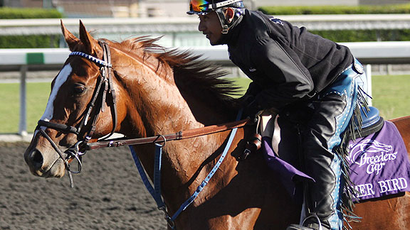 Belmont winner Summer Bird works for the Breeders' Cup Classic.