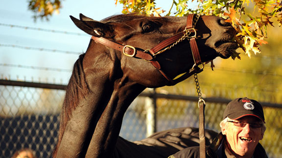 2010 Horse of the year Zenyatta with trainer John Shirreffs.
