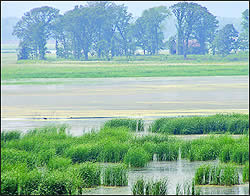 Eurasian water milfoil