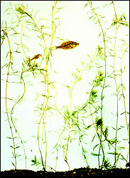 Eurasian milfoil