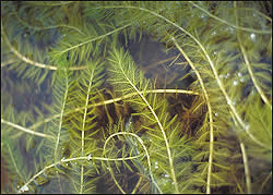 Eurasian water milfoil 