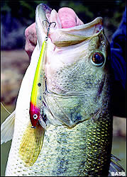 (Photo: BASS)