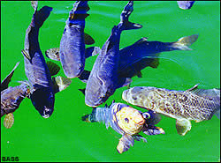Black carp