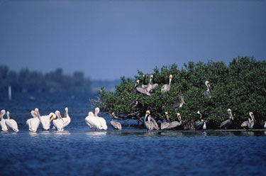 BASS Conservation ACT alerts