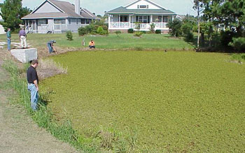 Salvinia