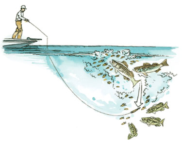 Schooling bass