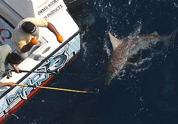 Quiznos Madfin Shark