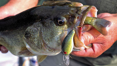 BASS Times Quick Tip