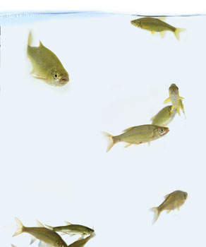 Bassmaster