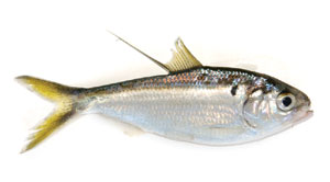 Bassmaster
