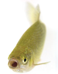 Bassmaster