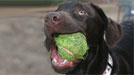 Sookie