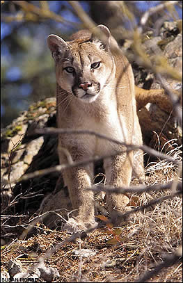 Cougar