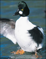 Comon goldeneye