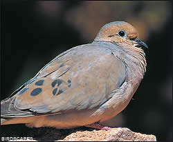 Mourning dove
