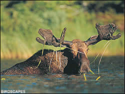 Moose