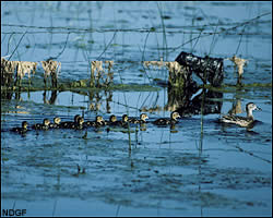 Blue-winged teal brood