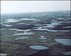 Wetlands
