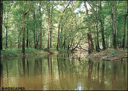 Birdscape image