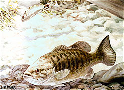 Smallmouth bass