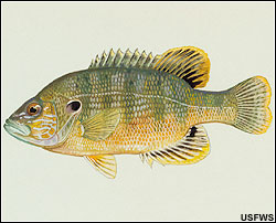 Green sunfish