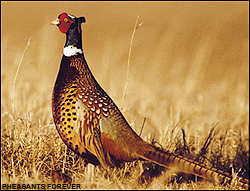 Pheasant