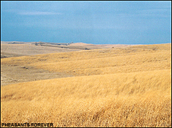 Big country wheat
