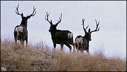 Mule deer herd