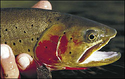Rainbow trout