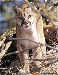 Cougar