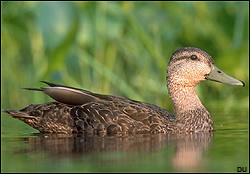 Duck