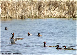 Ducks
