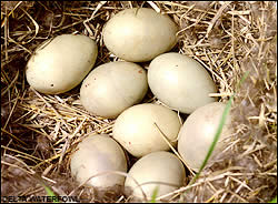 Duck nest