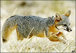 Fox