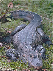 Alligator