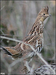Grouse