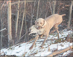 Dog with grouse