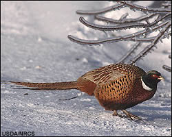 Pheasant