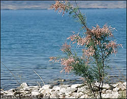 Salt Cedar